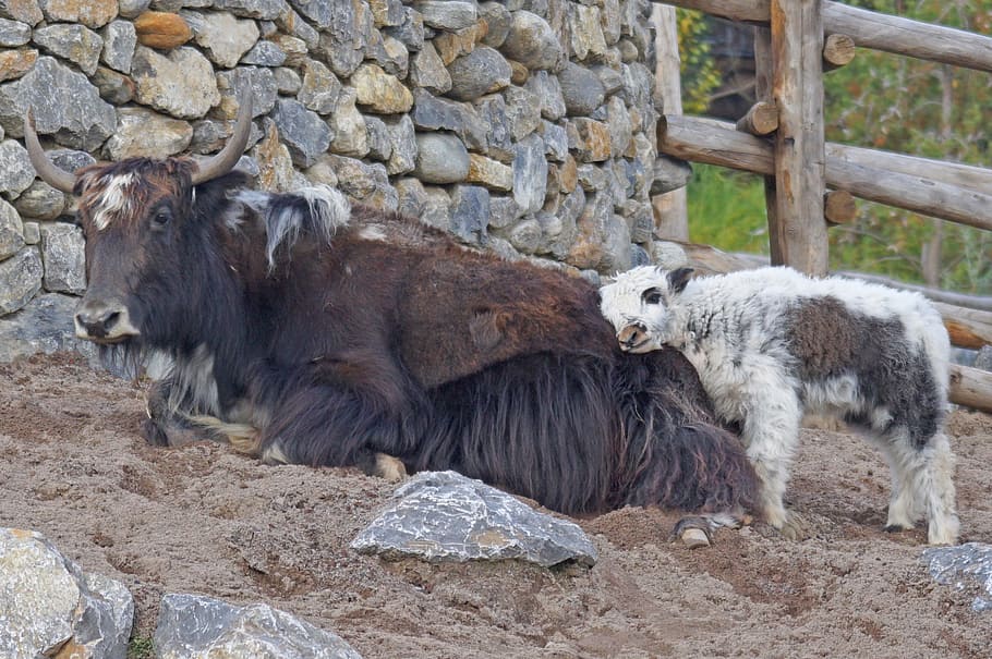 white and black sheep, yak, mongolia, beef, himalayas, young animal HD wallpaper