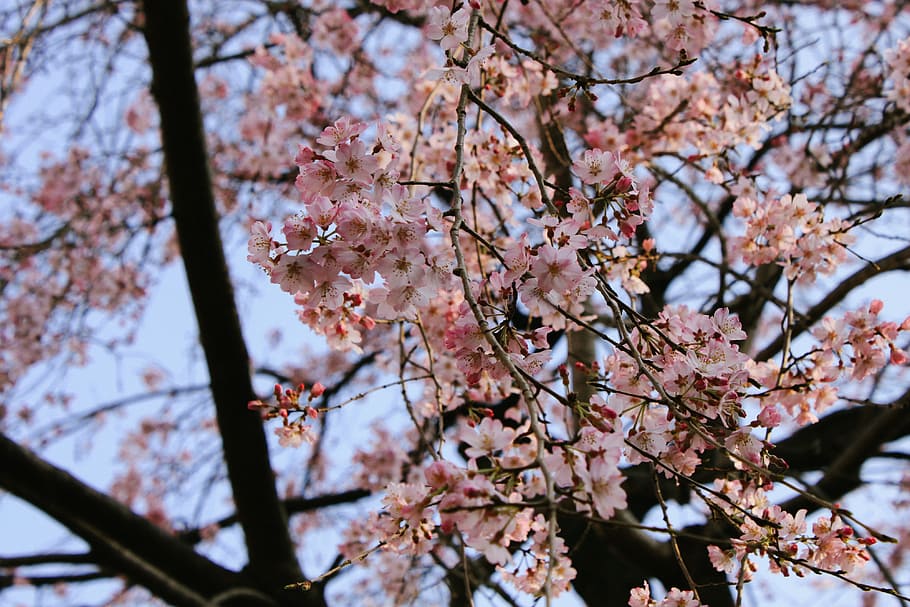 Cherry blossom branch, nature, tree, pink Color, springtime, japan HD wallpaper