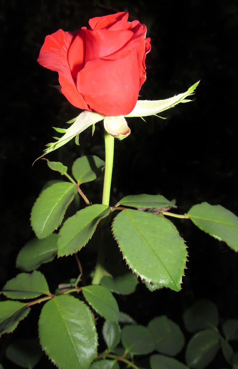 flower, nature, leaf, rose, flora, flowering plant, beauty in nature HD wallpaper