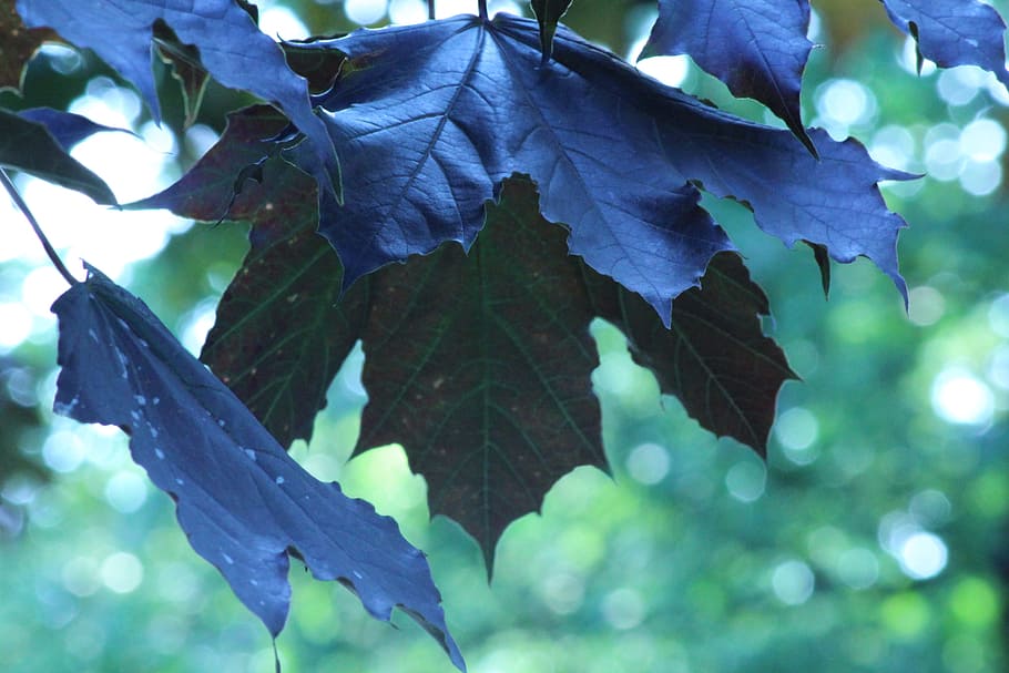 maple, leaves, good morning, maple leaf, plant part, close-up HD wallpaper