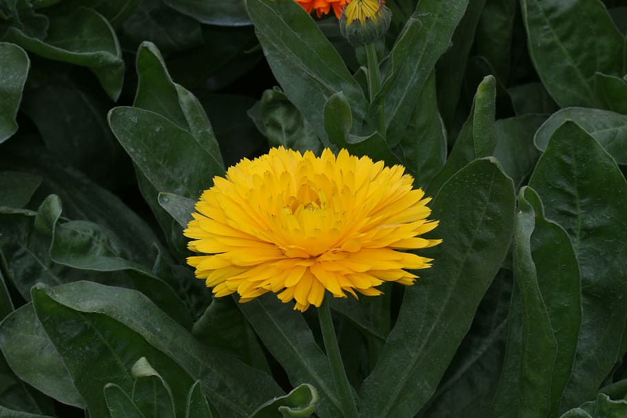 flower, calendula, yellow, nature, plant, petal, summer, leaf HD wallpaper