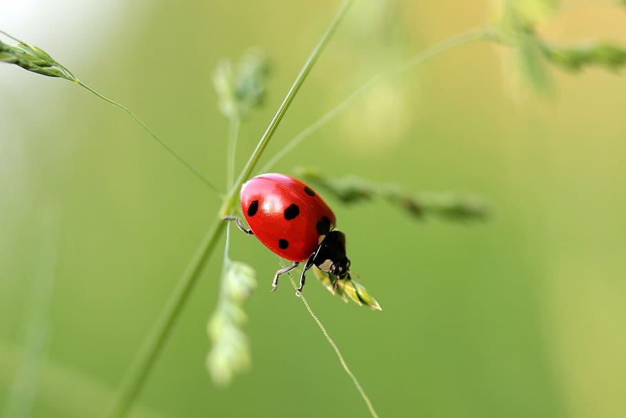 macro shot photography of lady bug, ladybug, beetle, coccinellidae HD wallpaper