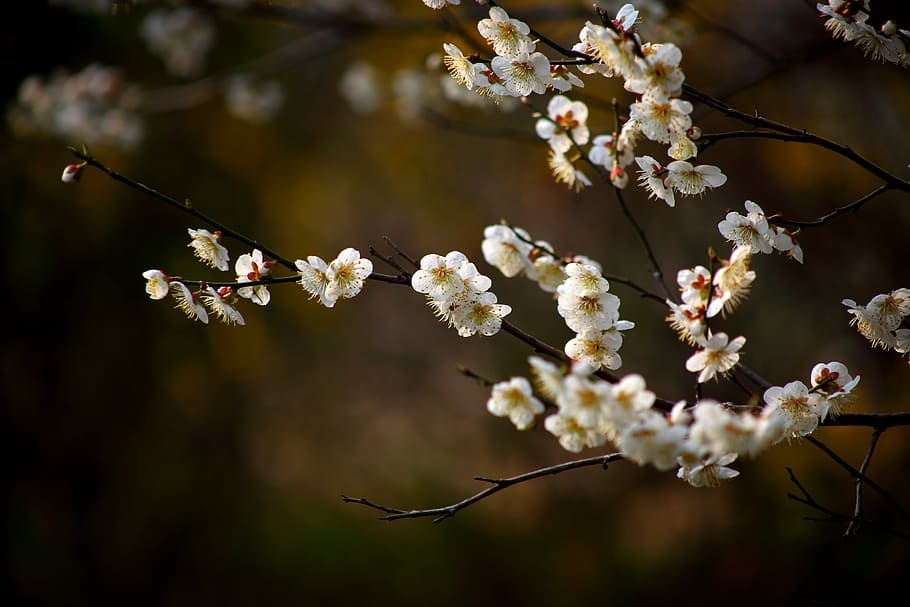 focus photography of white petaled flowers, cherry tree, wood HD wallpaper