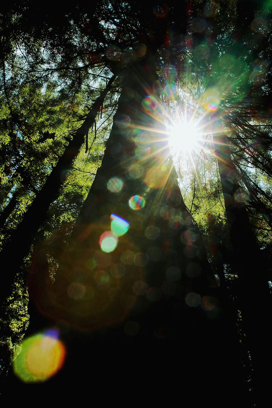 trees, plant, dark, sunrise, sunlight, sunshine, bokeh, forest HD wallpaper
