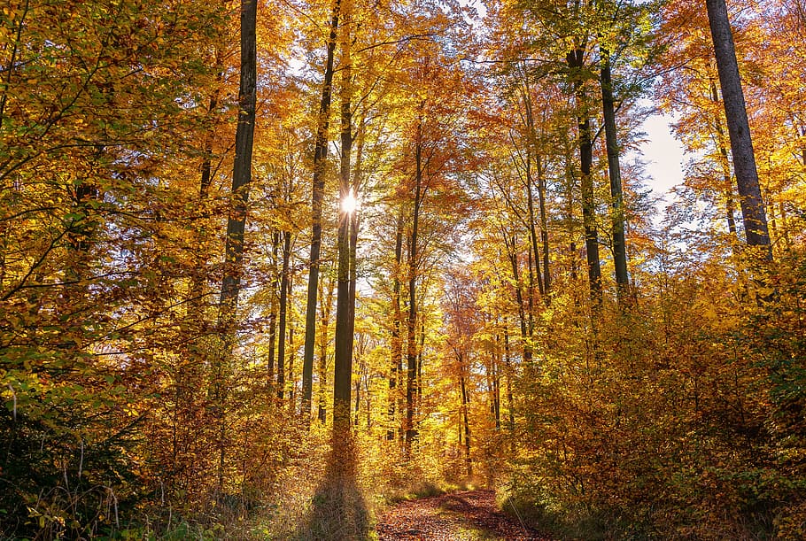 view of forest with brown leafed trees, autumn, sun, back light HD wallpaper
