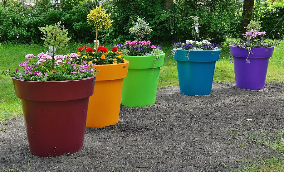 flower pots, large, park, deco, plant, flowering plant, growth HD wallpaper