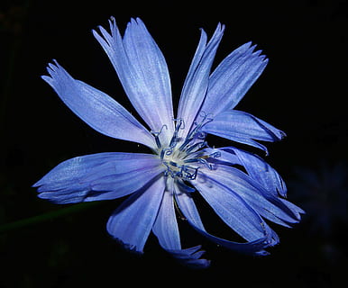 blue calendula flower, chicory, blossom, bloom, close, summer HD wallpaper