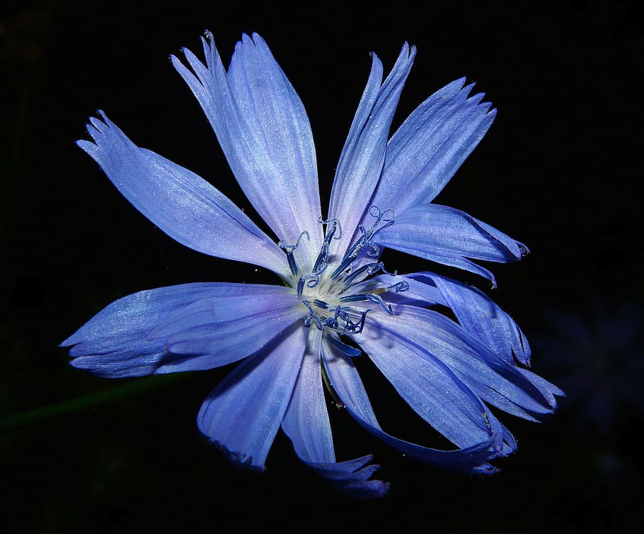 blue calendula flower, chicory, blossom, bloom, close, summer HD wallpaper