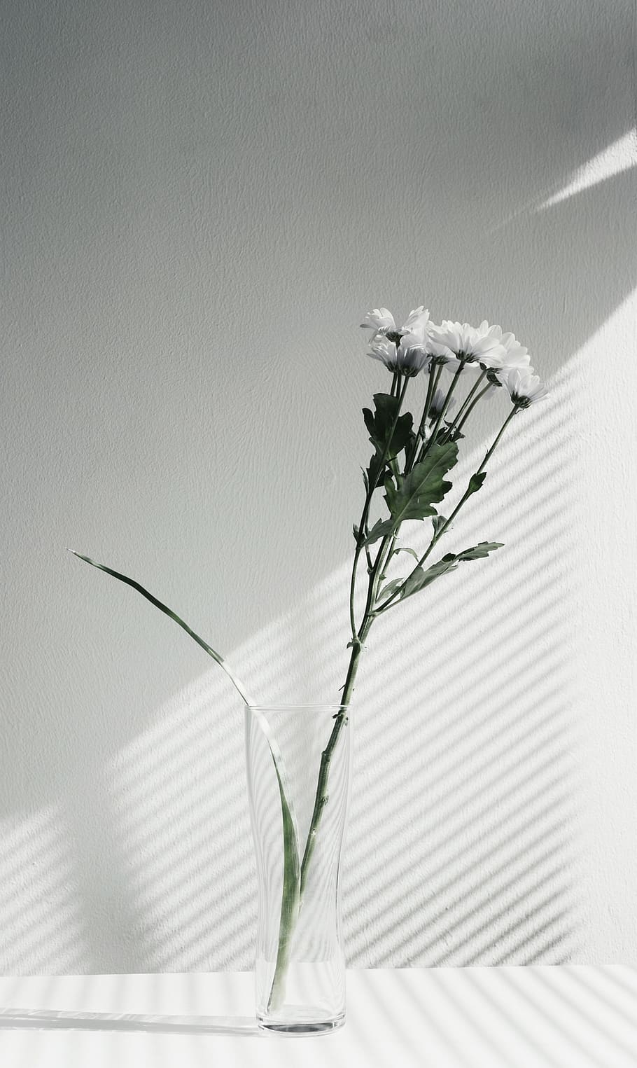 flower, vase, display, plant, flowering plant, freshness, fragility HD wallpaper