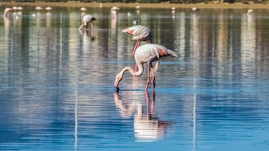 water, reflection, lake, nature, outdoors, pool, flamingo, wildlife HD wallpaper