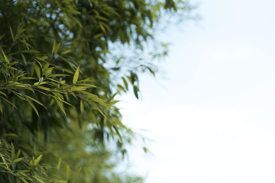 summer, abstract, nature, landscape, green, plants, wood, blue HD wallpaper