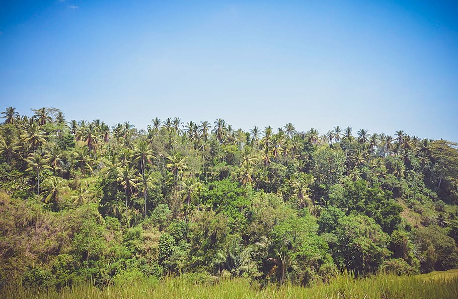 forest and grass field under blue sky during daytime, green HD wallpaper