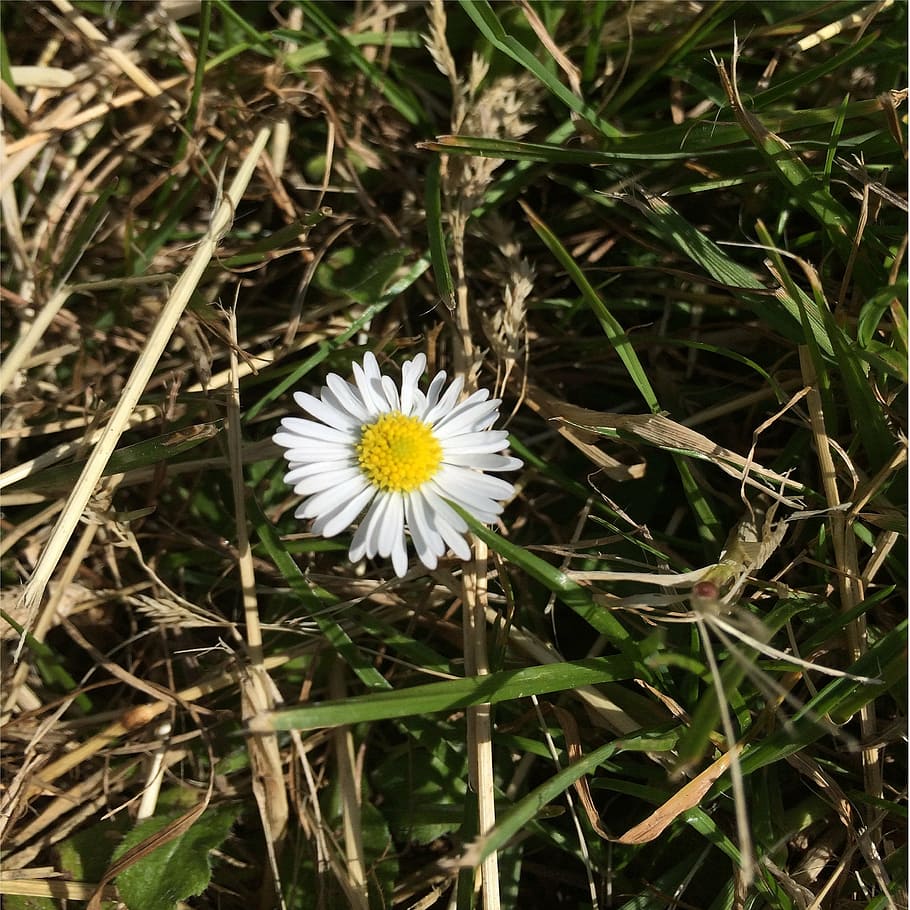 flower, denmark, summer, sol, flowers, natural, idyll, have HD wallpaper