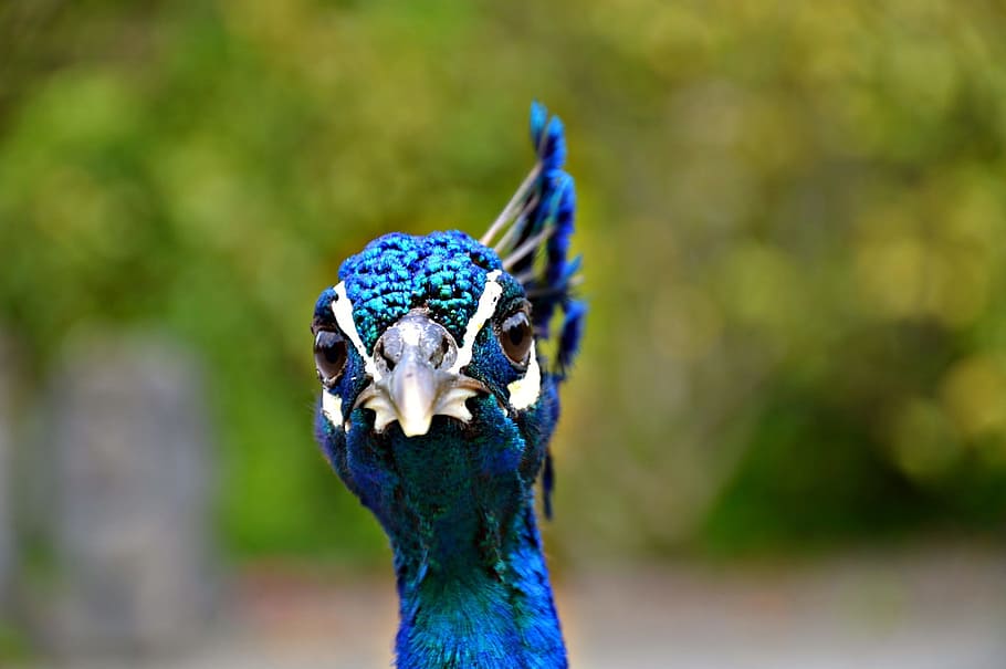 closeup photo of blue peacock during daytime, Head, Plume, Beak HD wallpaper