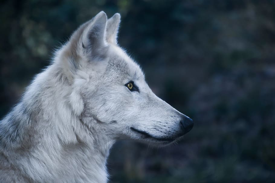 HD wallpaper: micro lens photo of white wolf, head, profile, predator, wild  animal | Wallpaper Flare