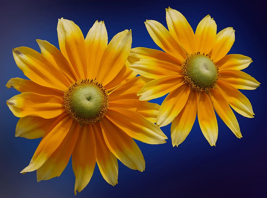 Sun Hat, Blossom, Bloom, Flower, yellow coneflower, garden HD wallpaper