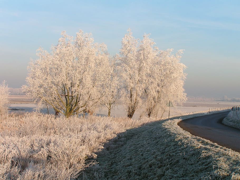 winter, ripe, tree, frost, dyke, snow, nature, season, cold - Temperature HD wallpaper