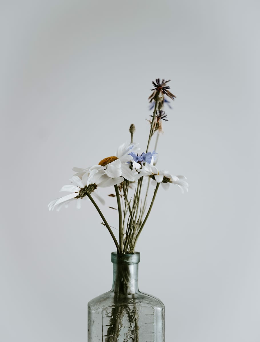 white flower in bottle, white petaled flower, vase, stem, daisy HD wallpaper