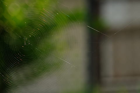 cobweb, spider, insect, close, network, macro, nature, animals HD wallpaper