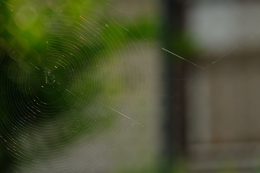 cobweb, spider, insect, close, network, macro, nature, animals, HD wallpaper