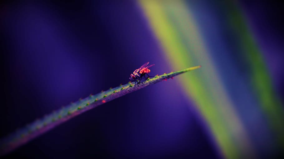 housefly, insect, leaf, nature, macro, pest, wildlife, small HD wallpaper