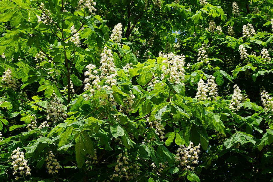 chestnut, tree, nature, blossom, bloom, plant, growth, green color HD wallpaper
