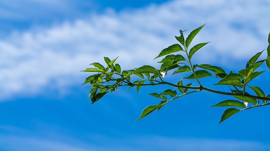 foliage, sky, tree, clouds, the background, plant part, cloud - sky HD wallpaper