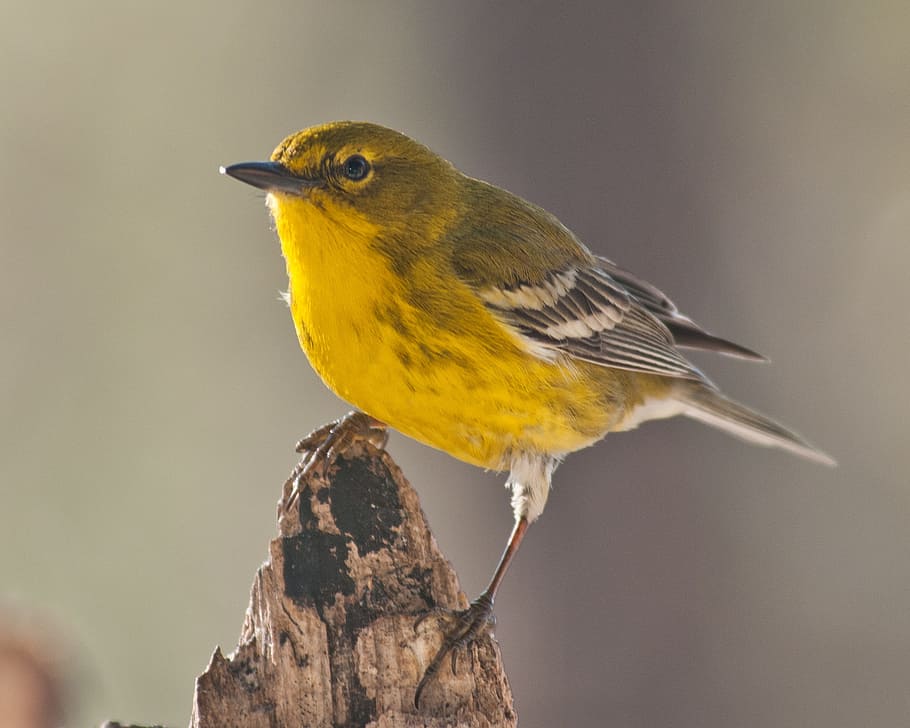 selective focus photograph of green bird, pine warbler, nature HD wallpaper