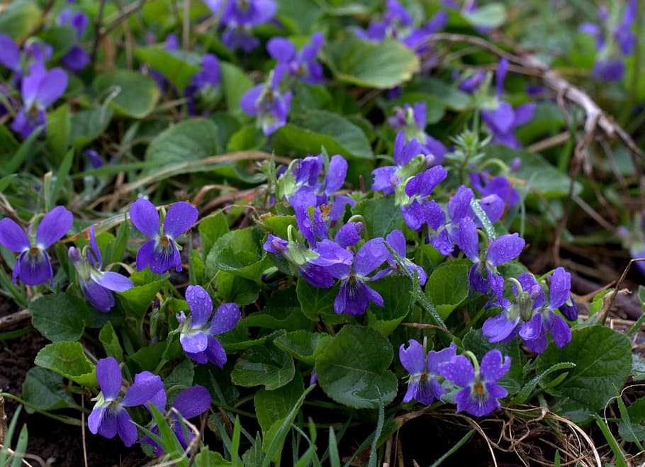Violet, Flower, Spring, micsunele, nature, purple, growth, day HD wallpaper