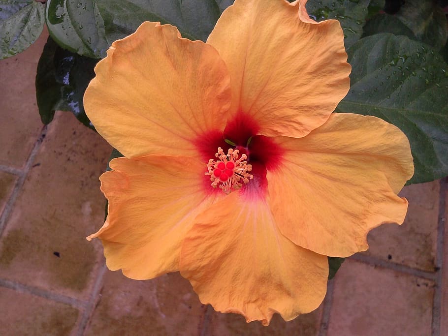 flower, patio, spring, flowering plant, petal, flower head HD wallpaper