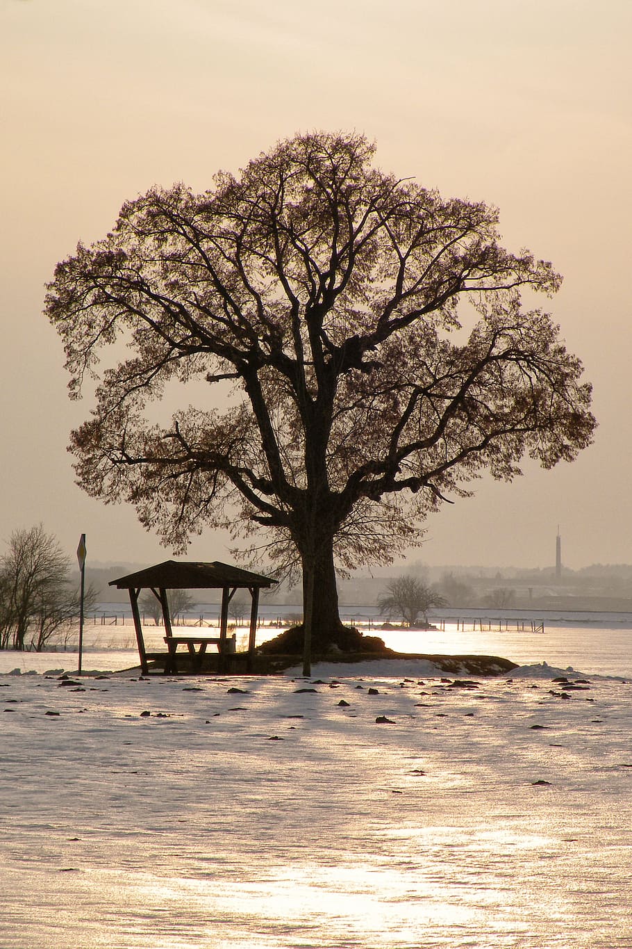 Tree, Sunset, Winter, Impressions, Wintry, winter impressions HD wallpaper