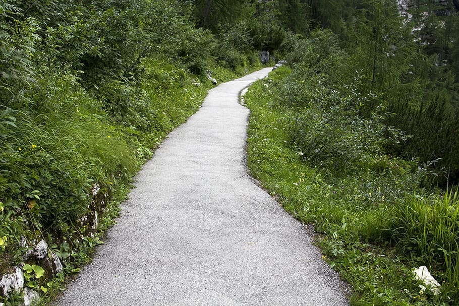 path, green, nature, forest, landscape, outdoor, walk, natural HD wallpaper