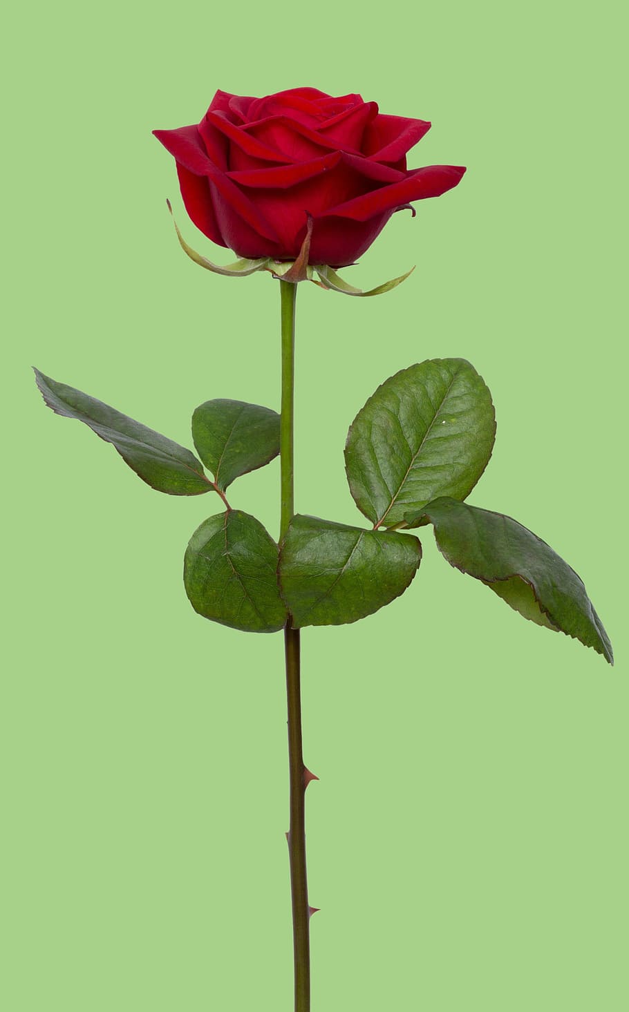 photo of single stem red rose, flower, love, romance, gift, floral