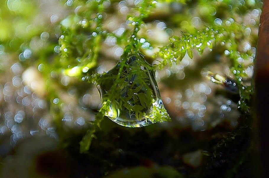 moss, drip, plant, water, close-up, nature, wet, drop, no people HD wallpaper