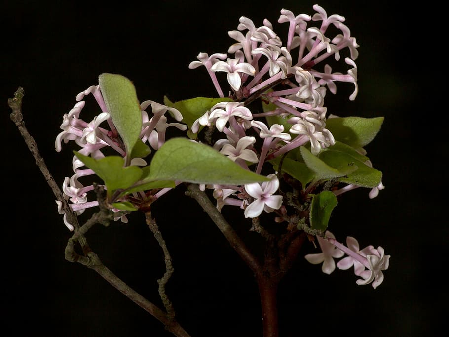 lilac, blossom, bloom, macro, ornamental shrub, fragrant, purple HD wallpaper