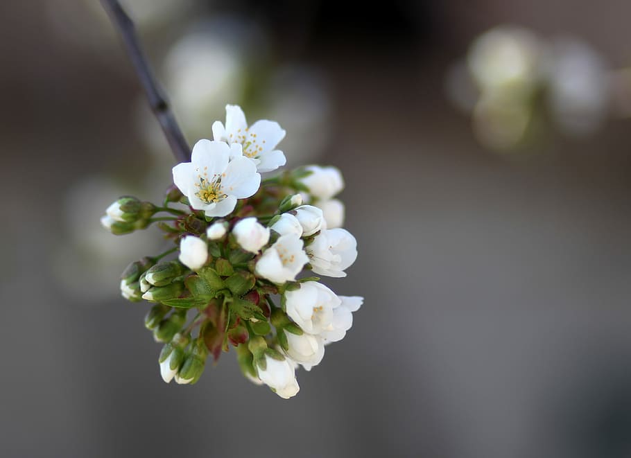 flower, cherry, tree, white, spring, flowering plant, freshness HD wallpaper