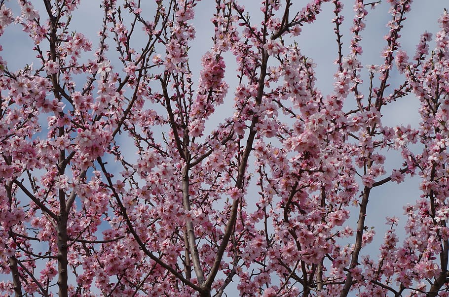 blooming tree, spring, peach, flower, flowering plant, pink color HD wallpaper