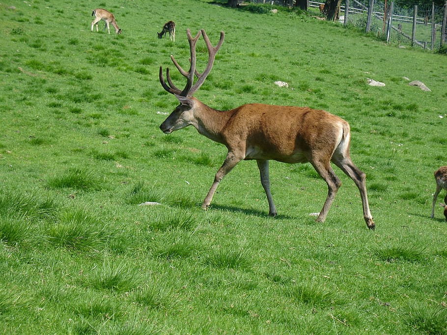 Deer lands