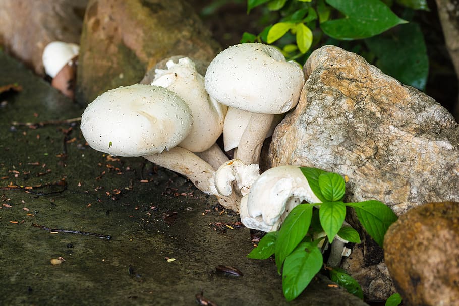 mushroom, nature, white, raindrop, fungus, vegetable, food HD wallpaper