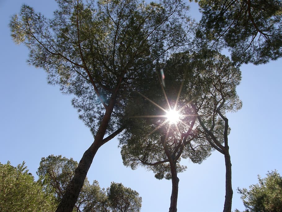 sun, garden, nature, tree, sky, plant, low angle view, sunlight HD wallpaper