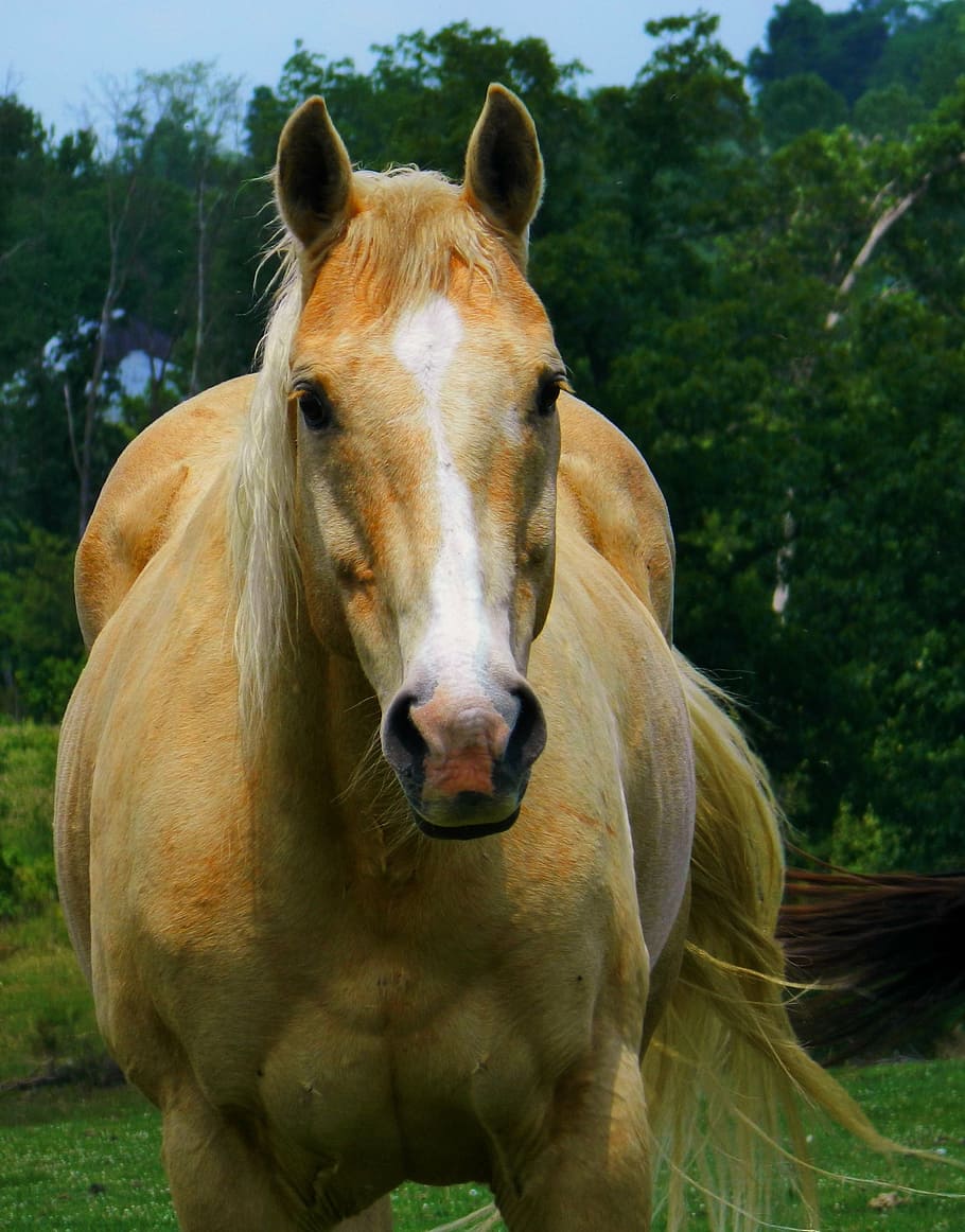 HD wallpaper: palomino horse, american quarter horse, meadow, animal,  animal themes | Wallpaper Flare