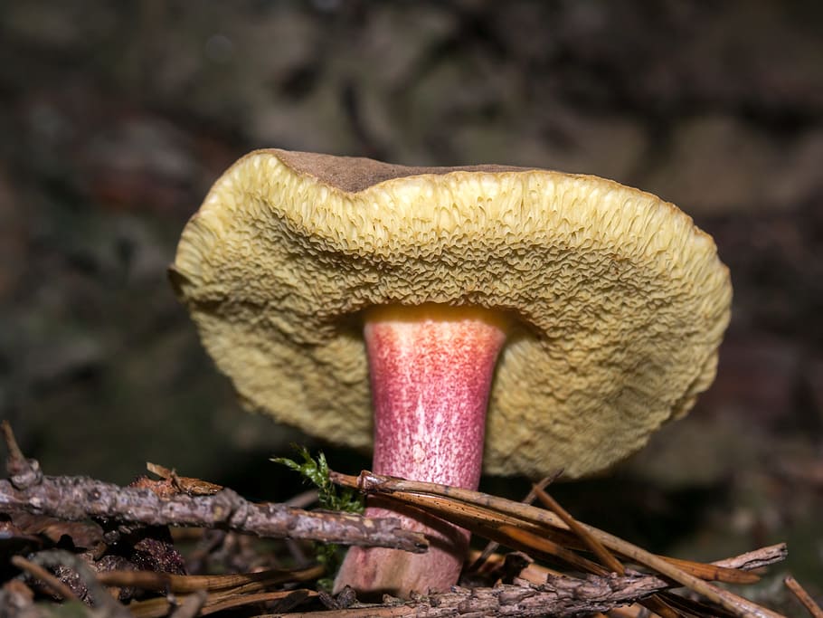 mushroom, forest, forest floor, ground, rac, rotfußröhrling HD wallpaper