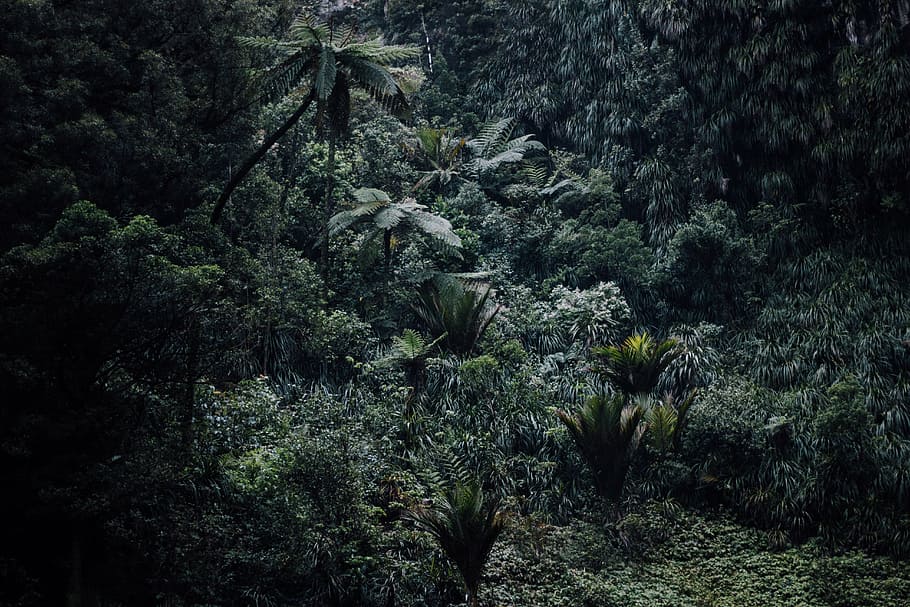 bird's eye view photography of trees, green, plants, nature HD wallpaper