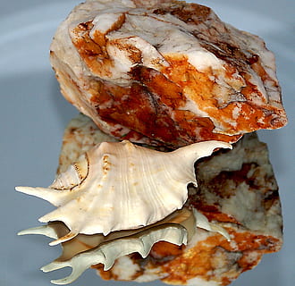 seashell, rock, stone, dappled, texture, invoice, shades of HD wallpaper