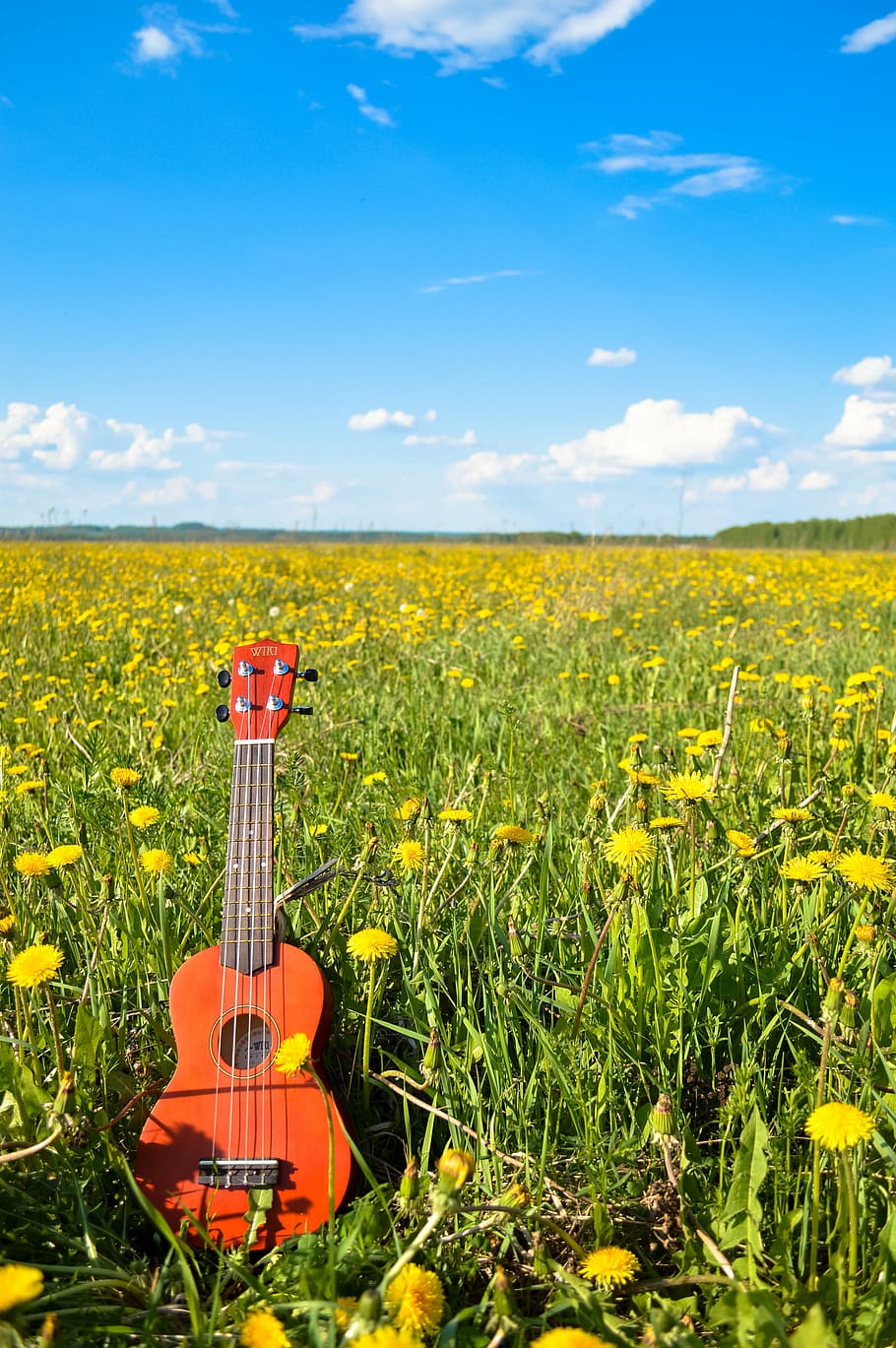 brown ukulele on yellow petaled flower field under blue and white sky during daytime