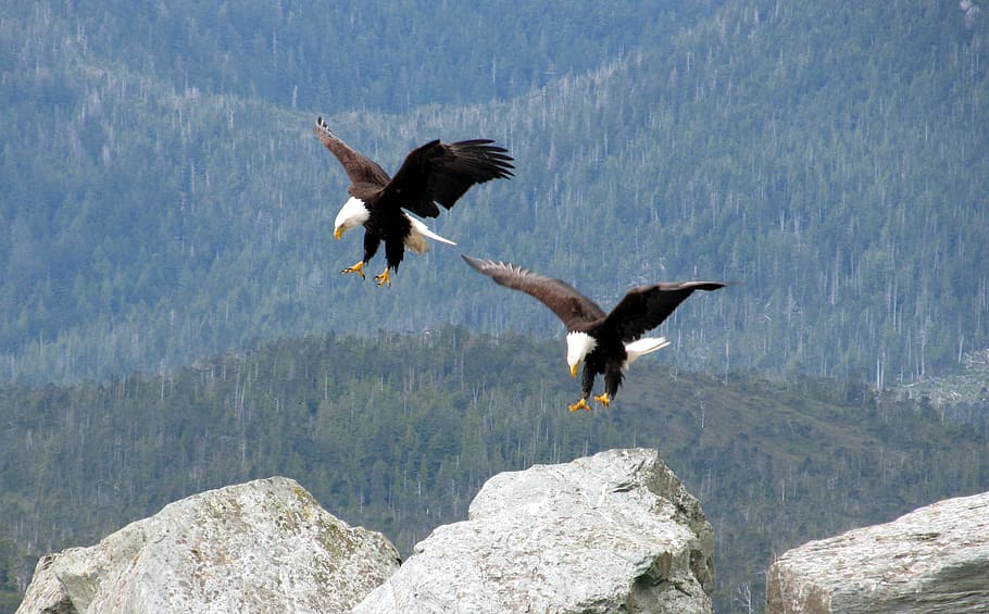two bald eagles in mid-air during daytime, flying, birds, landing HD wallpaper