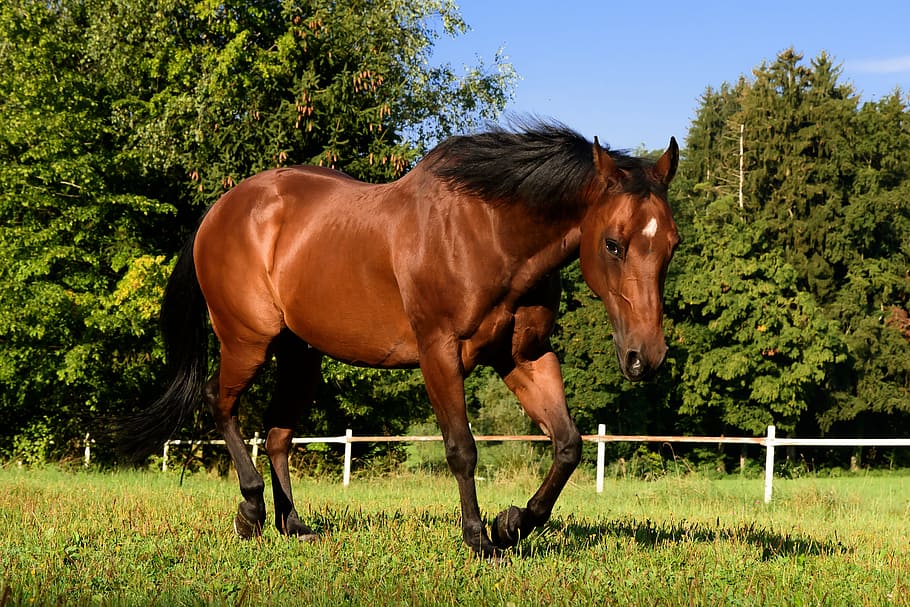 brown horse surrounded trees, quarterhorse, pasture, trot, ride, HD wallpaper