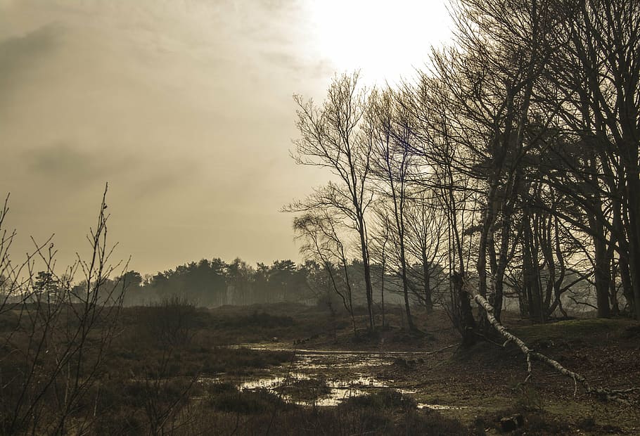 background, nature, air, view, tree, netherlands, plant, sky HD wallpaper