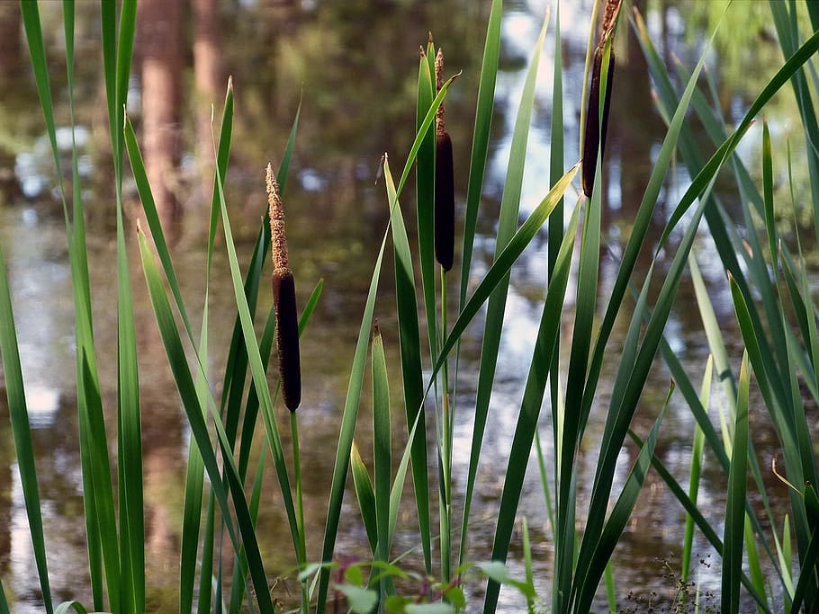 common reed, nature, swamp, plants, wetland, water, growth