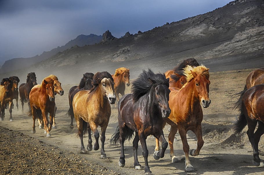 assorted horses near rocky mountain during daytime, stampede, HD wallpaper